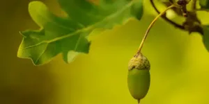An acorn on an oak tree
