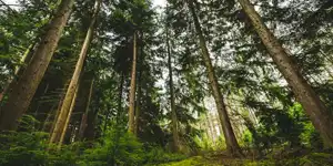 Pine Forest