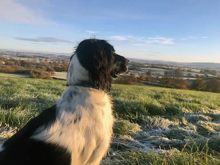 Supervisor Dog surveying the landscape
